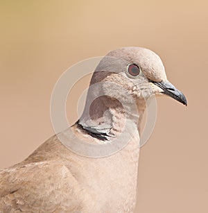 The purity of a Collared Dove photo