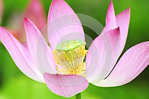 Purity color of lotus flower photo