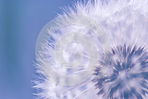 Purity of dandelion flower