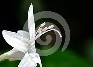 Purity Flower photo