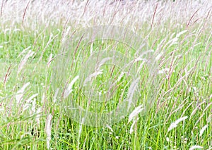 Purity flower grass