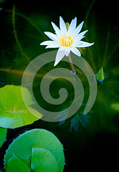 Purity Lotus photo