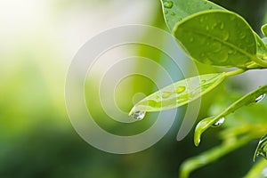 Purity nature background, water drops on green leaf