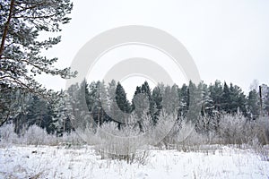 The purity of the snow forest is fascinating. Trees in the snow and haze. Winter forest frost fog. Trunks of trees with branches