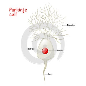 Purkinje cell anatomy. Cell body with nucleus, dendrites and axone photo