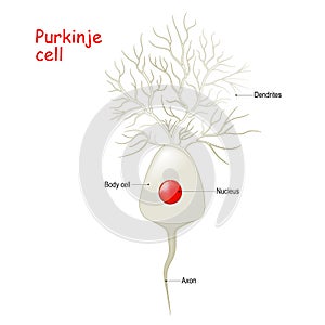 Purkinje cell anatomy. Cell body with nucleus, dendrites and axone