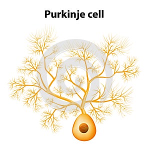 Purkinje cell or Purkinje neuron