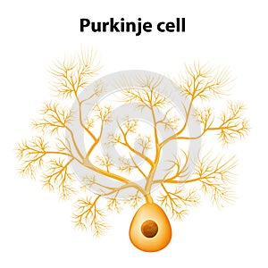 Purkinje cell or Purkinje neuron photo