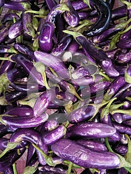 Purle eggplants or Solanum Melongena