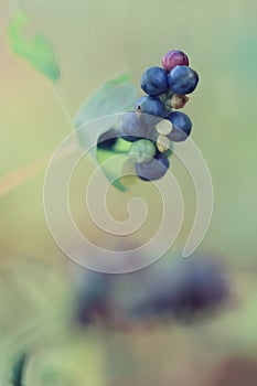 Purle wild fruit on green background