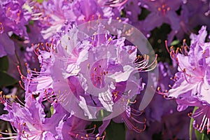 Purople rhododendron flowers in Spring