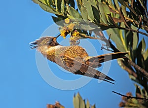 Purperbaardhelmkolibrie, Buffy Helmetcrest, Oxypogon stuebelii