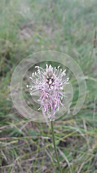 Purpke and white flower