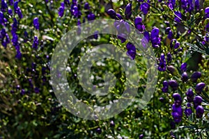purple aconite flowers, monkshood, wolfsbane on a green bush, perennial in summer garden