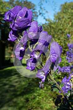 Purple Aconitum Volubile flowers in autumn in the St John`s Lodge garden, Regent`s Park, London UK