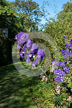 Purple Aconitum Volubile flowers in autumn in the St John`s Lodge garden, Regent`s Park, London UK