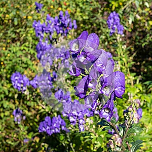 Purple Aconitum Volubile flowers, photographed in autumn in the St John`s Lodge garden, London UK