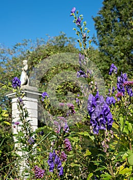 Purple Aconitum Volubile flowers, photographed in autumn in the St John`s Lodge garden, London UK