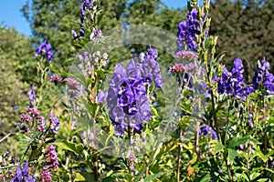 Purple Aconitum Volubile flowers, photographed in autumn in the St John`s Lodge garden, London UK