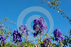 Purple Aconitum Volubile flowers, photographed in autumn in the St John`s Lodge garden, London UK