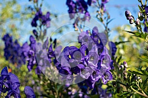 Purple Aconitum Volubile flowers, photographed in autumn in the St John`s Lodge garden, London UK