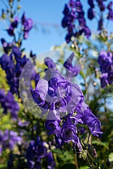 Purple Aconitum Volubile flowers, photographed in autumn in the St John`s Lodge garden, London UK