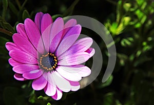 Purple African Daisy