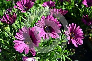 Purple African daisy