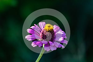 Purple African Daisy bloom closeup