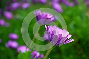 Purple African Daisy bush meadow in bloom