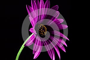 Purple African daisy closeup.