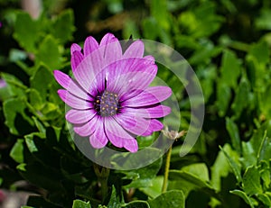 Purple african daisy flower and close up photography.