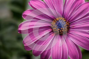 Purple African Daisy on green background