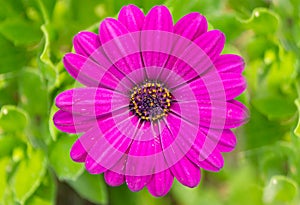 Purple African Daisy