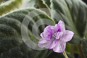 Purple African violet flower on a background of green leaves