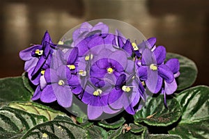 Purple African Violet Flowers Close-up