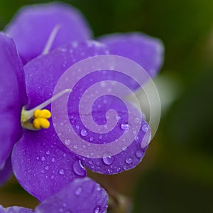 Purple African Violets Flowers
