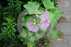 Purple Alcea rosea blooms in July. Alcea rosea, the common hollyhock, is an ornamental dicot flowering plant. Berlin, Germany