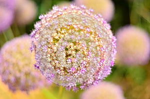 Purple Alium Flower photo