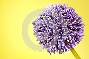 Purple Alium flower on yellow background