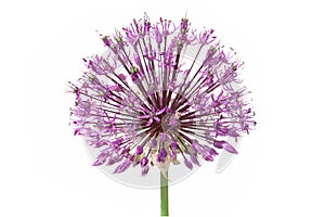 Purple alium onion photo