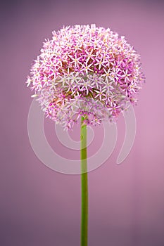 Purple alium onion flower
