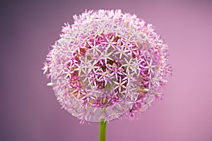 Purple alium onion flower