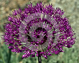 Closeup of a Single Allium 'Purple Sensation' Flower Head
