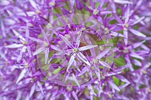 Purple allium bulbs flower background close up