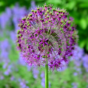 Purple allium flower on beautiful blue floral background