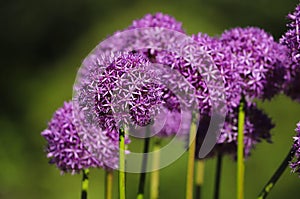 Purple Allium flower close up