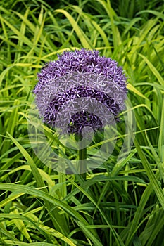 Purple allium flower hea with light green grass in background