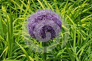 Purple allium flower hea with light green grass in background