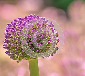 Purple Allium flower head with lavender bokeh background
